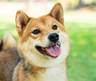 Shiba Inu